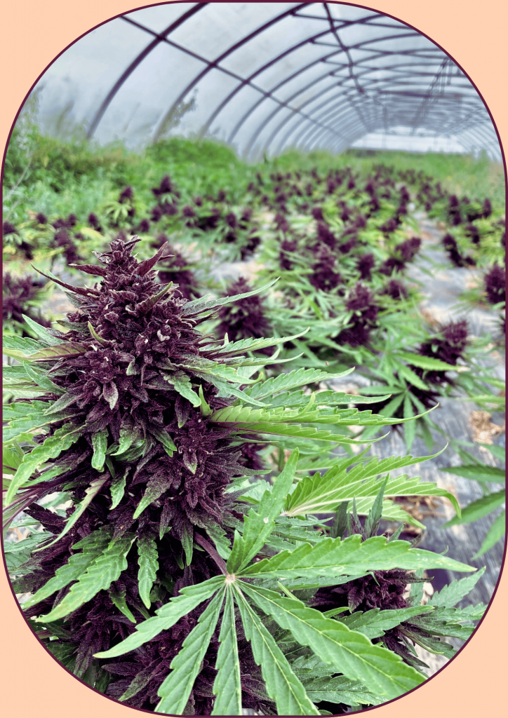 blood orange diesel green house