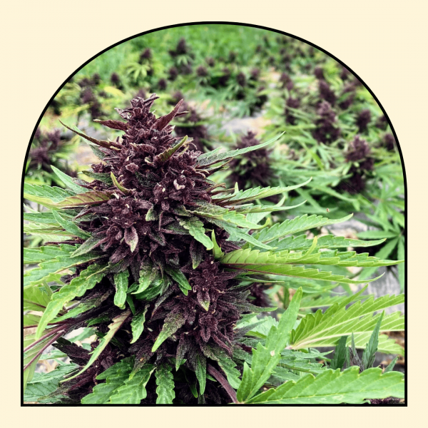 Blood Orange Diesel - GreenHouse