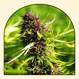 fleur chanvre CBD, pink pineapple