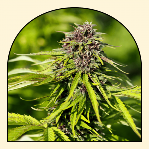 fleur de chanvre sapphire kush