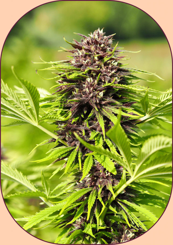 fleur de chanvre phade kush