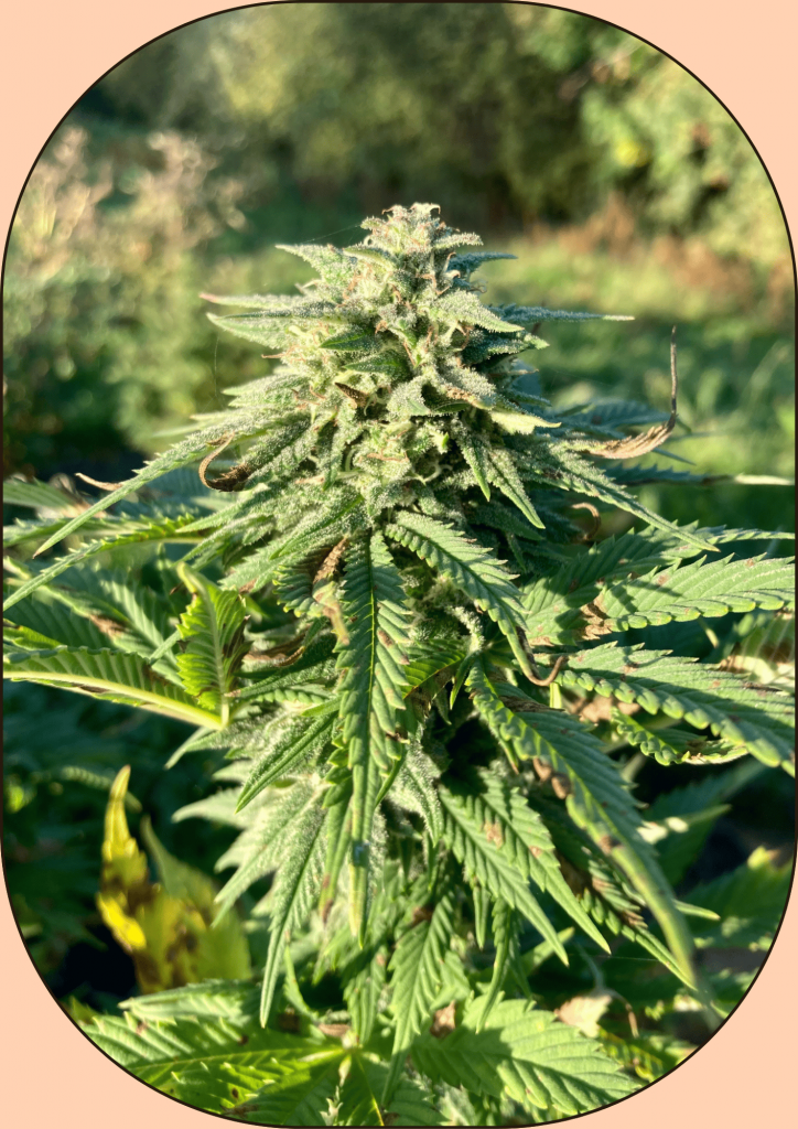 Fleur de chanvre cbd variete fruit cake