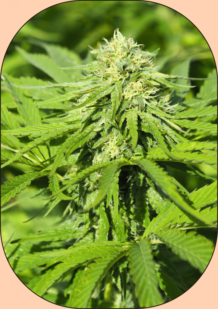 Fleur de chanvre CBD vriete gas can