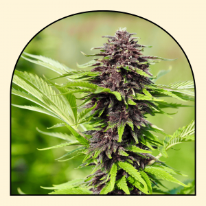 fleur chanvre cbd variété Orange fritter