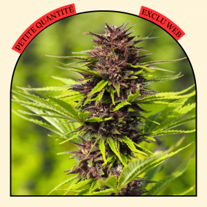 fleur de chanvre phade kush