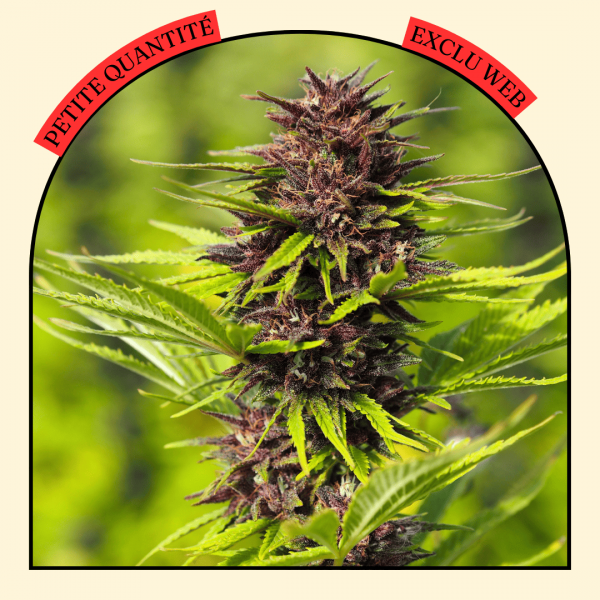 Phade Kush