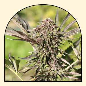 fleur de chanvre cbd variété Purple Snowman