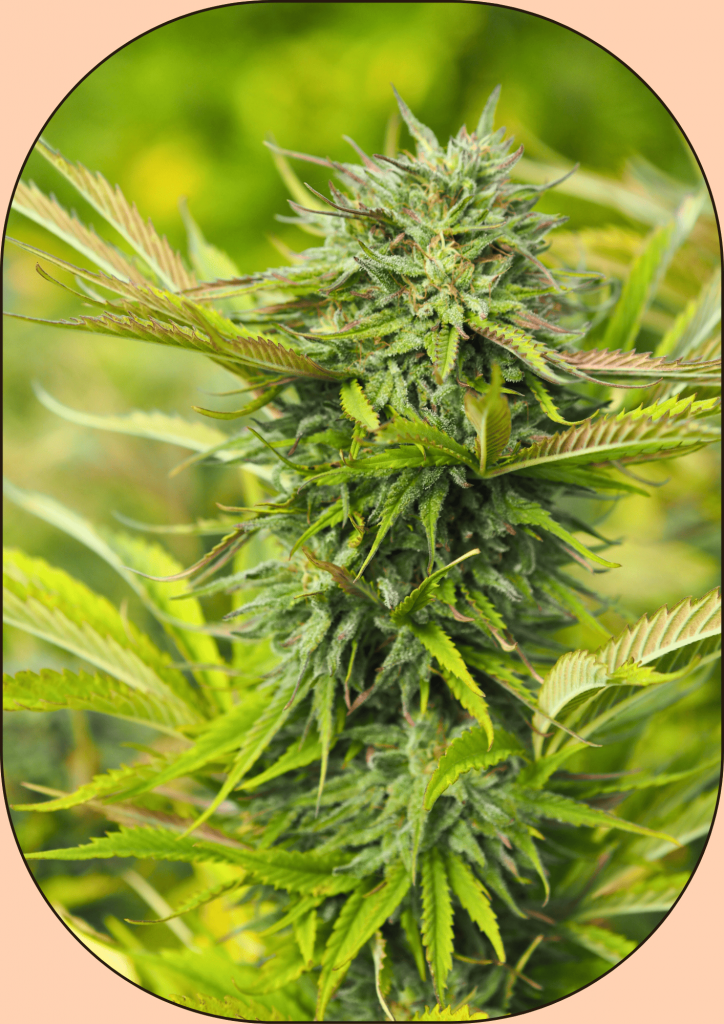 fleur de cbd variete suver haze