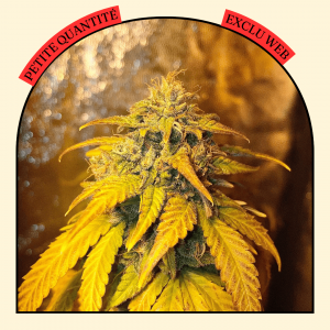 fleur de chanvre cbd indoor variété sour space candy