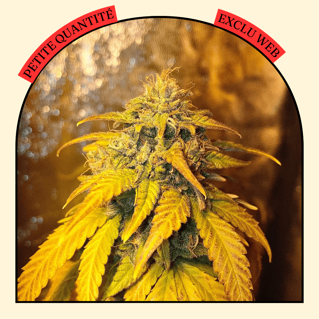 Sour Space Candy - Indoor