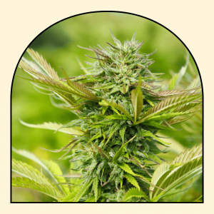 fleur de cbd variete suver haze