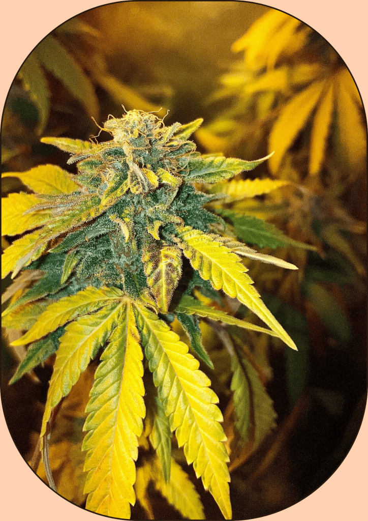 fleur de chanvre cbd indoor variété sour space candy