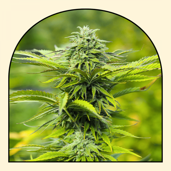 Hawaiian Haze