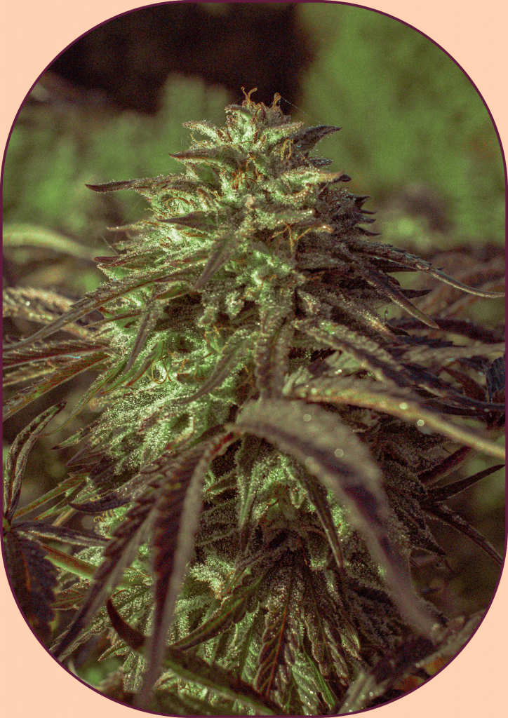 fleur de chanvre CBD variete strawberry fritter